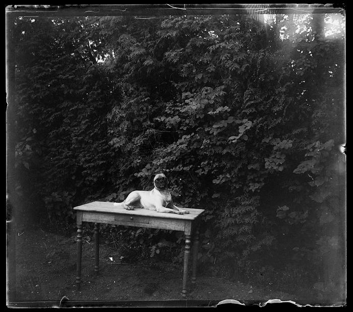 Le chien de Nelly Hubert