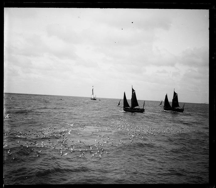 Ostende. Mouettes à l'entrée du port