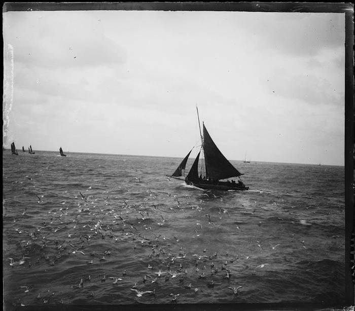 Ostende. Mouettes à l'entrée du port